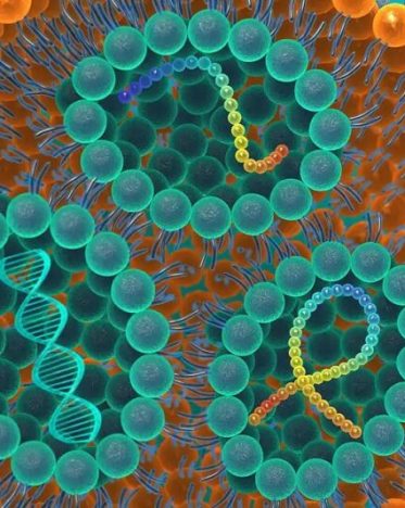 cordenpharma-lnp-cross-section-shown-as-vehicle-for-drug-delivery-like-rna-and-or-peptides-ezgif.com-webp-to-jpg-converter